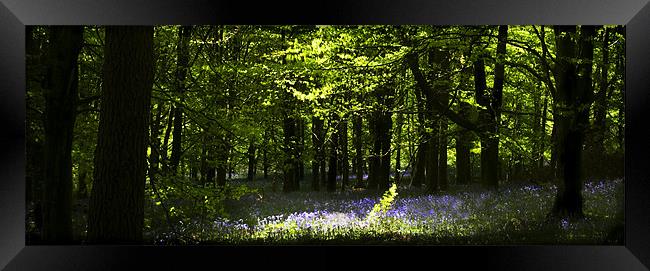 SPRING IN THE BEECH WOODS Framed Print by Anthony R Dudley (LRPS)