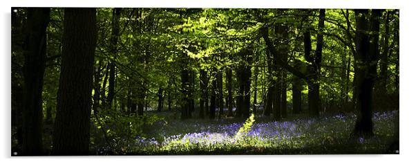 SPRING IN THE BEECH WOODS Acrylic by Anthony R Dudley (LRPS)