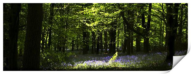 SPRING IN THE BEECH WOODS Print by Anthony R Dudley (LRPS)