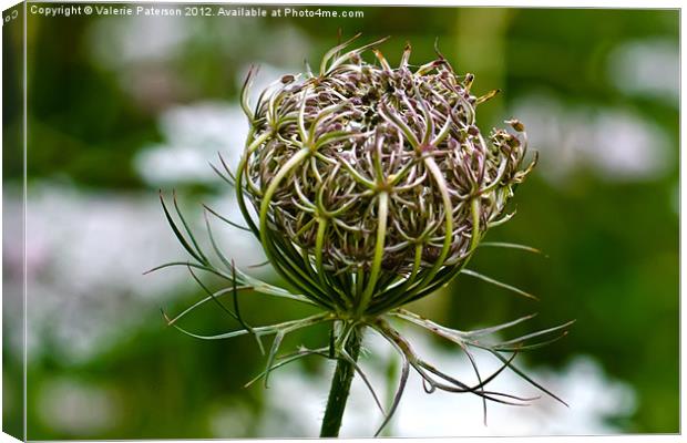 Wild Carrot Canvas Print by Valerie Paterson