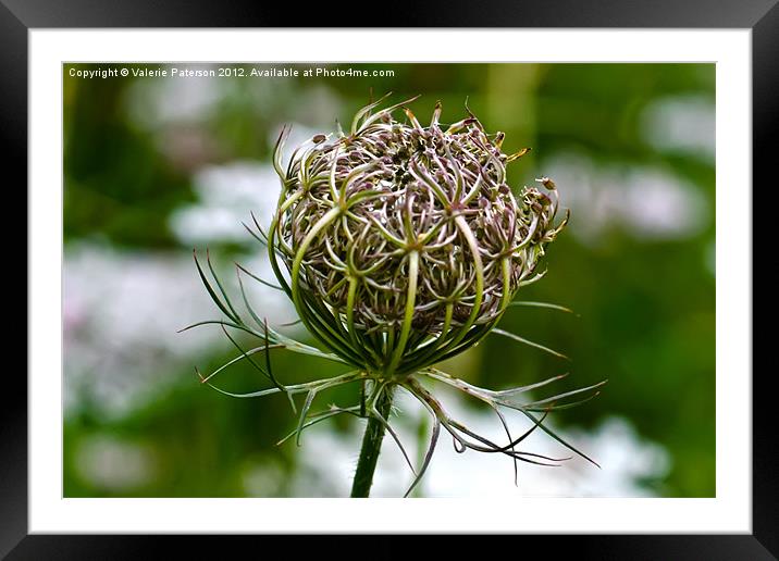 Wild Carrot Framed Mounted Print by Valerie Paterson