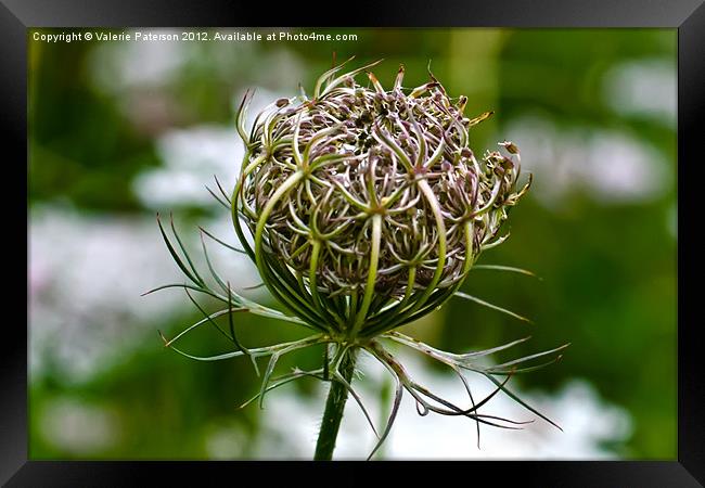 Wild Carrot Framed Print by Valerie Paterson