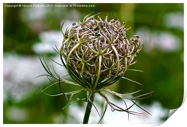 Wild Carrot Print by Valerie Paterson
