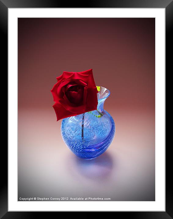 Single Red Rose Framed Mounted Print by Stephen Conroy