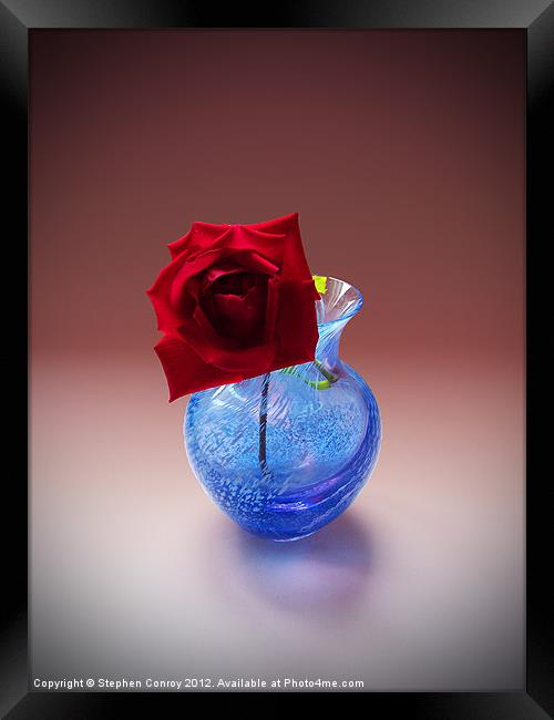 Single Red Rose Framed Print by Stephen Conroy