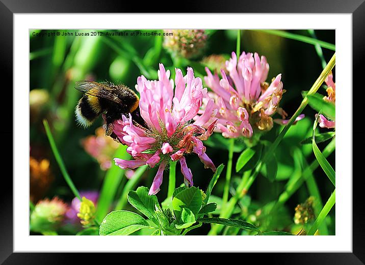Busy Bee Framed Mounted Print by John Lucas