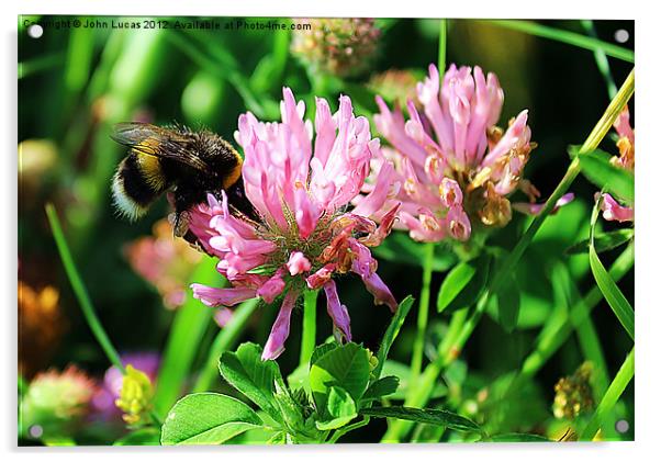 Busy Bee Acrylic by John Lucas