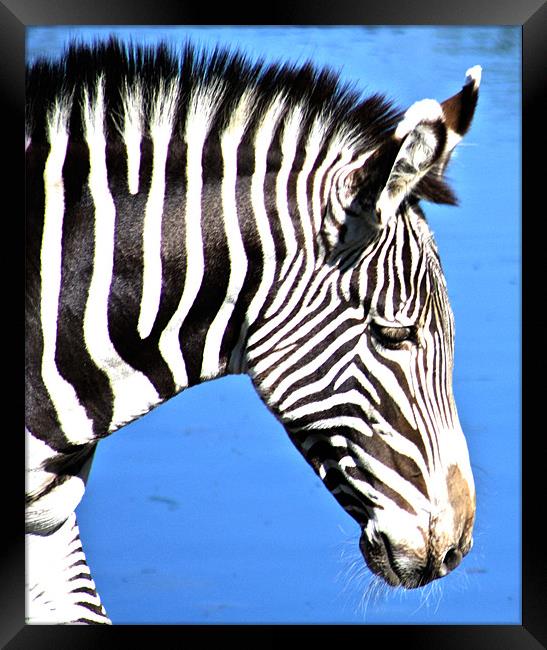 Zebra Framed Print by Sandy Jane Raffan