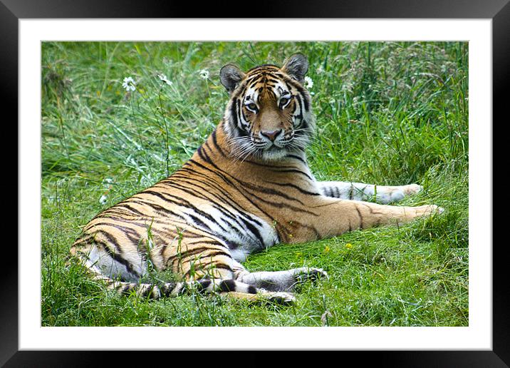 Tiger Framed Mounted Print by Sandy Jane Raffan
