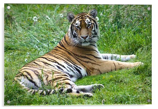 Tiger Acrylic by Sandy Jane Raffan