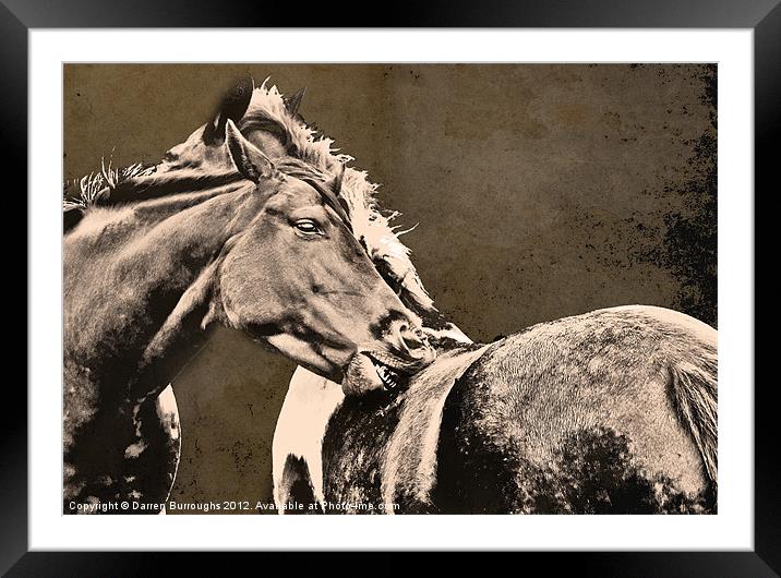 Textured Horses Framed Mounted Print by Darren Burroughs
