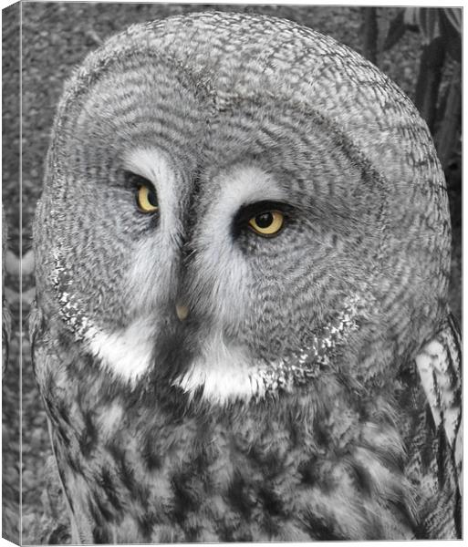 Beady Eyed Owl Canvas Print by Ben Blyth