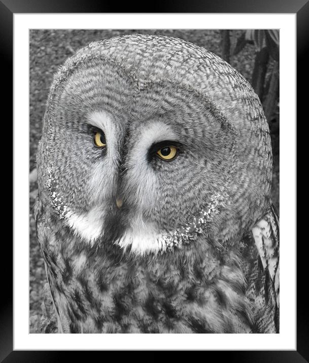 Beady Eyed Owl Framed Mounted Print by Ben Blyth