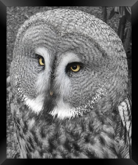 Beady Eyed Owl Framed Print by Ben Blyth