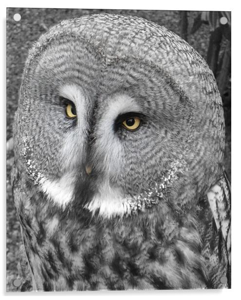 Beady Eyed Owl Acrylic by Ben Blyth