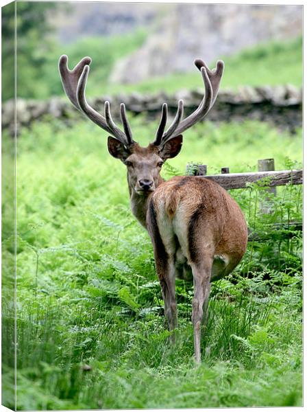 Stag Red Deer Canvas Print by Mike Gorton