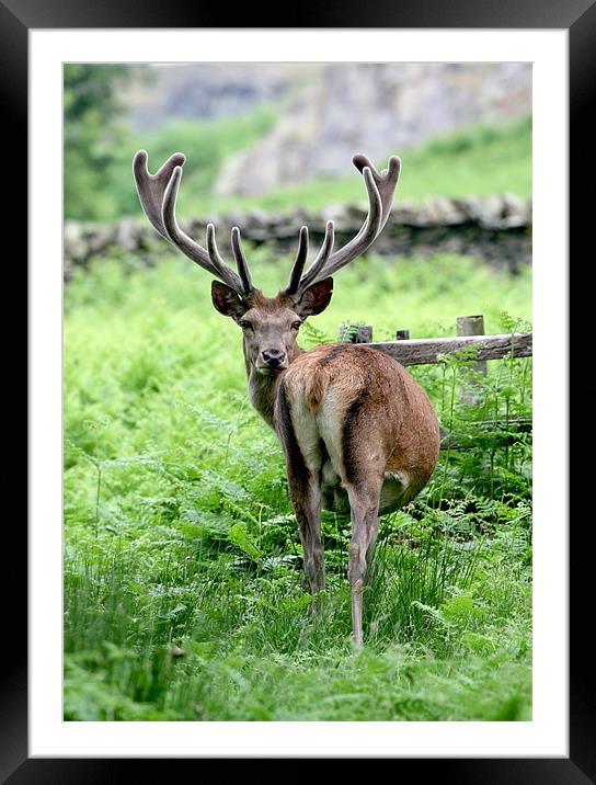 Stag Red Deer Framed Mounted Print by Mike Gorton
