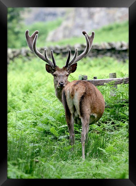 Stag Red Deer Framed Print by Mike Gorton