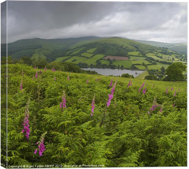 Beacons Foxgloves Canvas Print by Creative Photography Wales