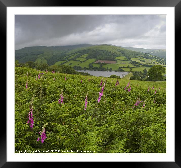 Beacons Foxgloves Framed Mounted Print by Creative Photography Wales