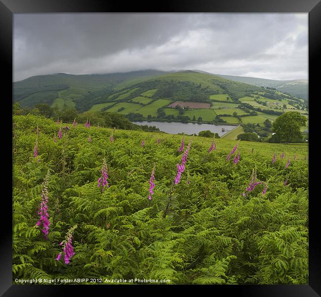 Beacons Foxgloves Framed Print by Creative Photography Wales