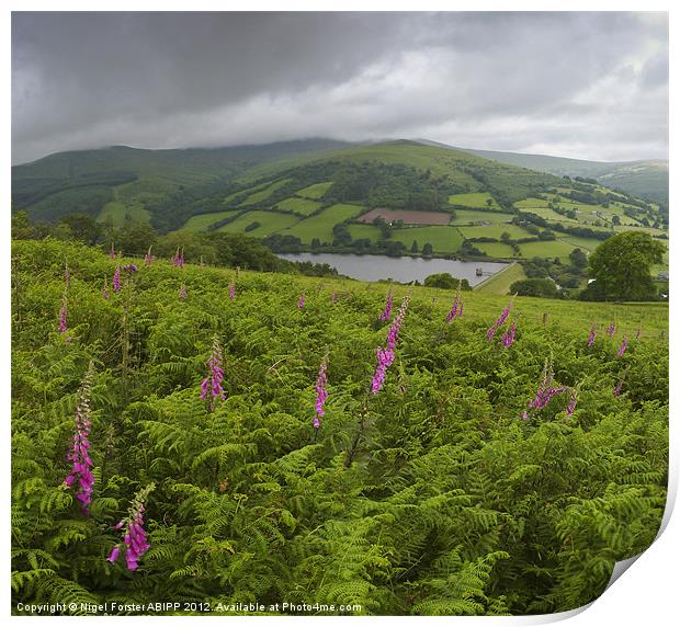 Beacons Foxgloves Print by Creative Photography Wales
