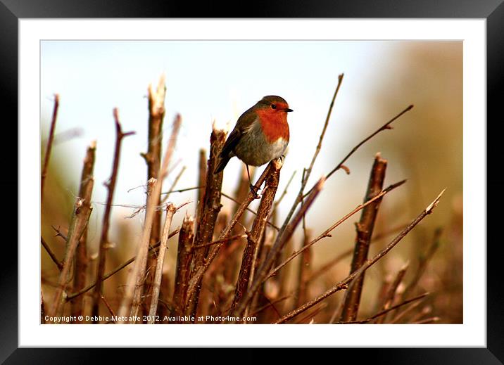Robin, Erithacus rubecula Framed Mounted Print by Debbie Metcalfe