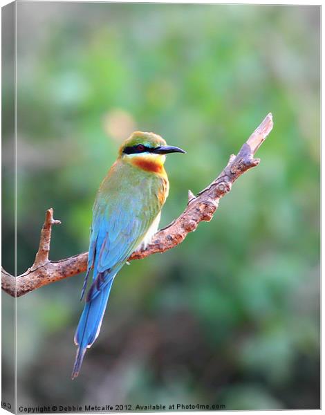 Blue tailed bee eater Canvas Print by Debbie Metcalfe