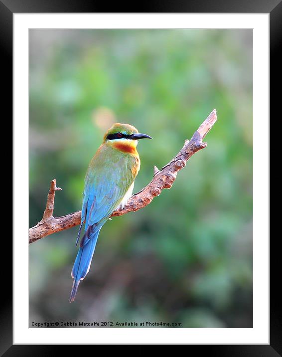 Blue tailed bee eater Framed Mounted Print by Debbie Metcalfe
