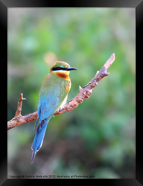 Blue tailed bee eater Framed Print by Debbie Metcalfe