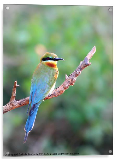 Blue tailed bee eater Acrylic by Debbie Metcalfe