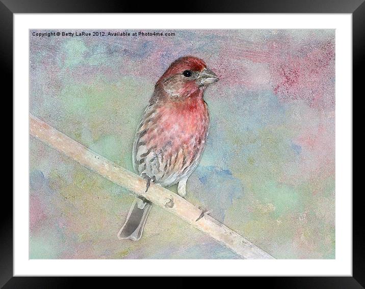 Ready to Sing My Song Framed Mounted Print by Betty LaRue