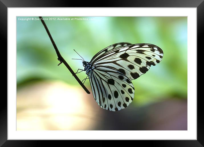 The Paper Kite Butterfly Framed Mounted Print by Zoe Ferrie
