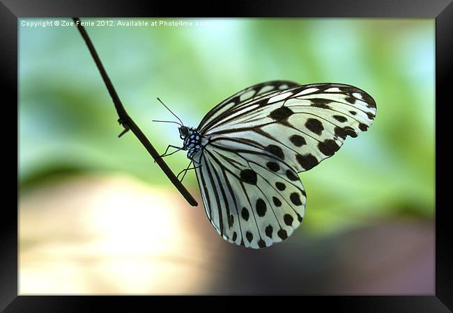 The Paper Kite Butterfly Framed Print by Zoe Ferrie