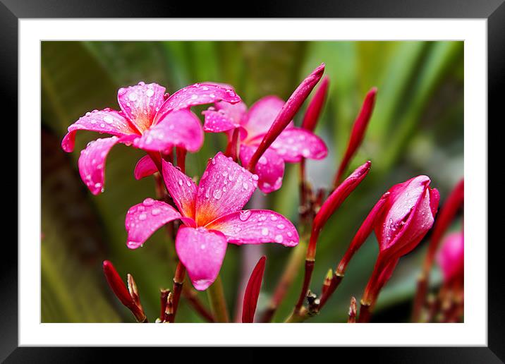Pink fluted Hibiscus in the Monsoons Framed Mounted Print by Arfabita  
