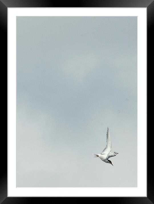 Tern Framed Mounted Print by Mike Gorton