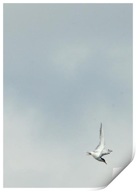 Tern Print by Mike Gorton