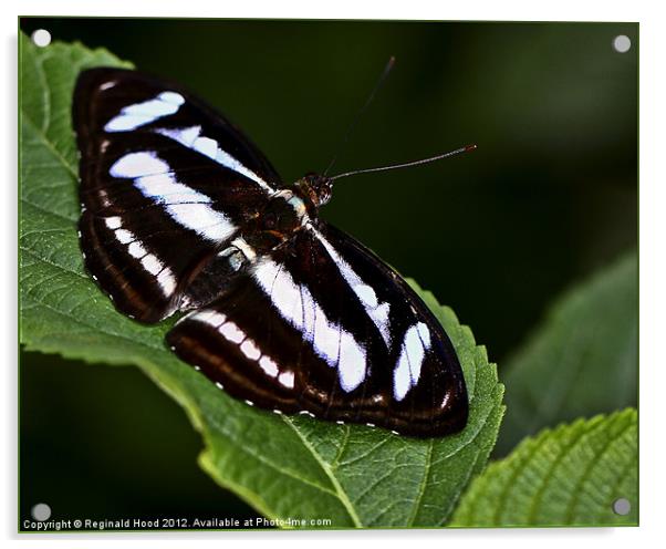 Banded White Acrylic by Reginald Hood