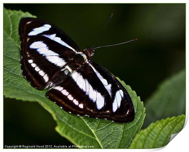 Banded White Print by Reginald Hood