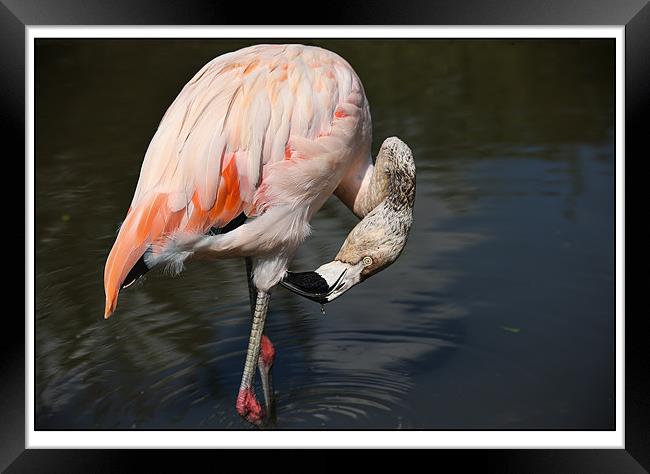 Flamingo Framed Print by Reginald Hood