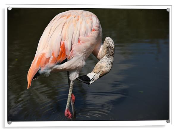 Flamingo Acrylic by Reginald Hood