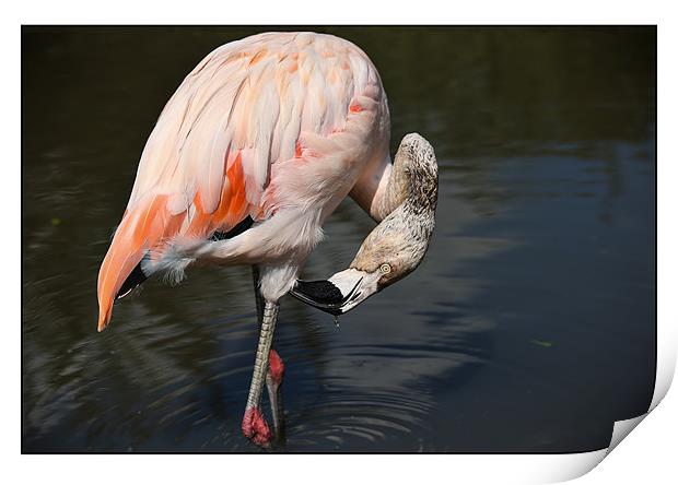 Flamingo Print by Reginald Hood
