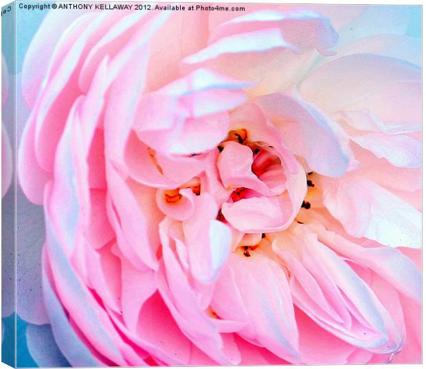 ROSE  WITH SOFT PETALS Canvas Print by Anthony Kellaway