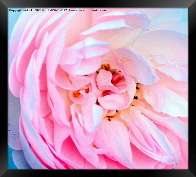 ROSE  WITH SOFT PETALS Framed Print by Anthony Kellaway