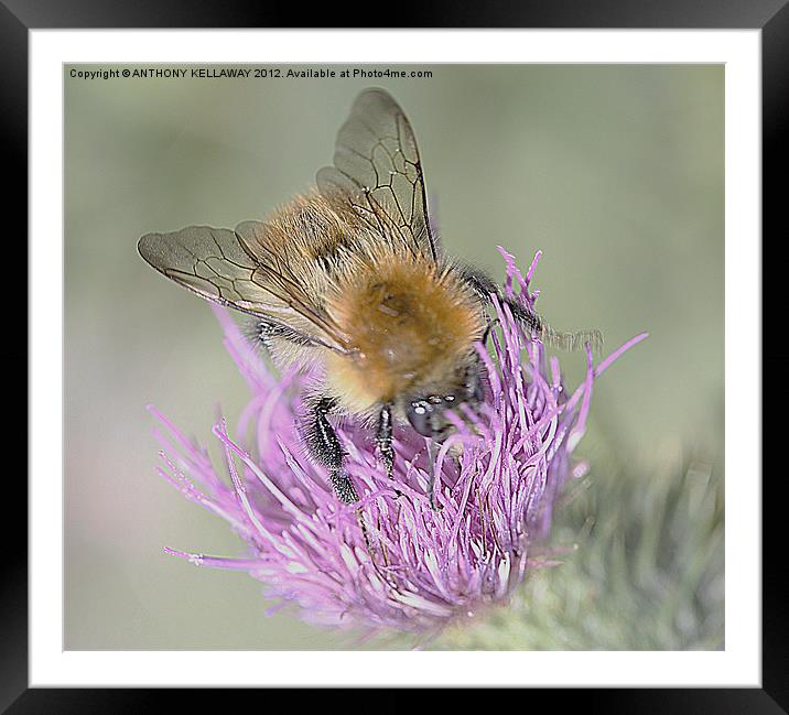 CUCKOO BEE ON SPEAR THISTLE Framed Mounted Print by Anthony Kellaway