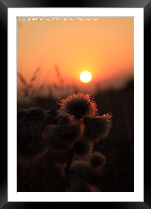 Thistles at Sunset Framed Mounted Print by Digitalshot Photography