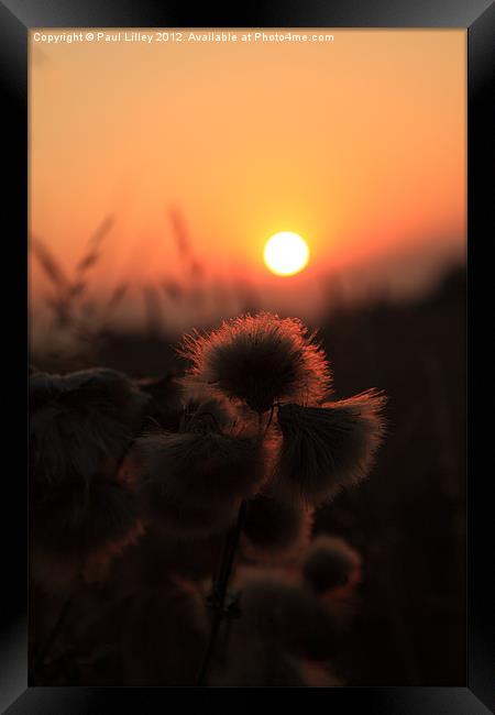 Thistles at Sunset Framed Print by Digitalshot Photography