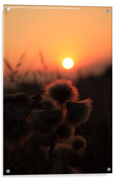 Thistles at Sunset Acrylic by Digitalshot Photography