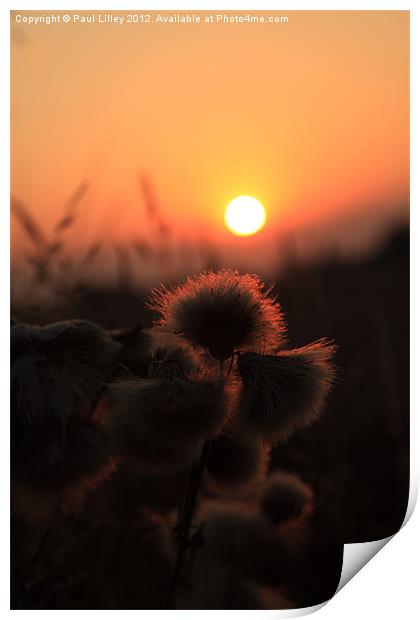 Thistles at Sunset Print by Digitalshot Photography