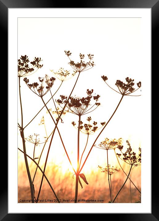 Cow Parsley (Keck) at Sunset. Framed Mounted Print by Digitalshot Photography